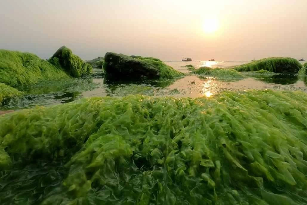 Mùa rêu xanh trên đảo Lý Sơn - Olvis - Tỏi đen Quảng Ngãi